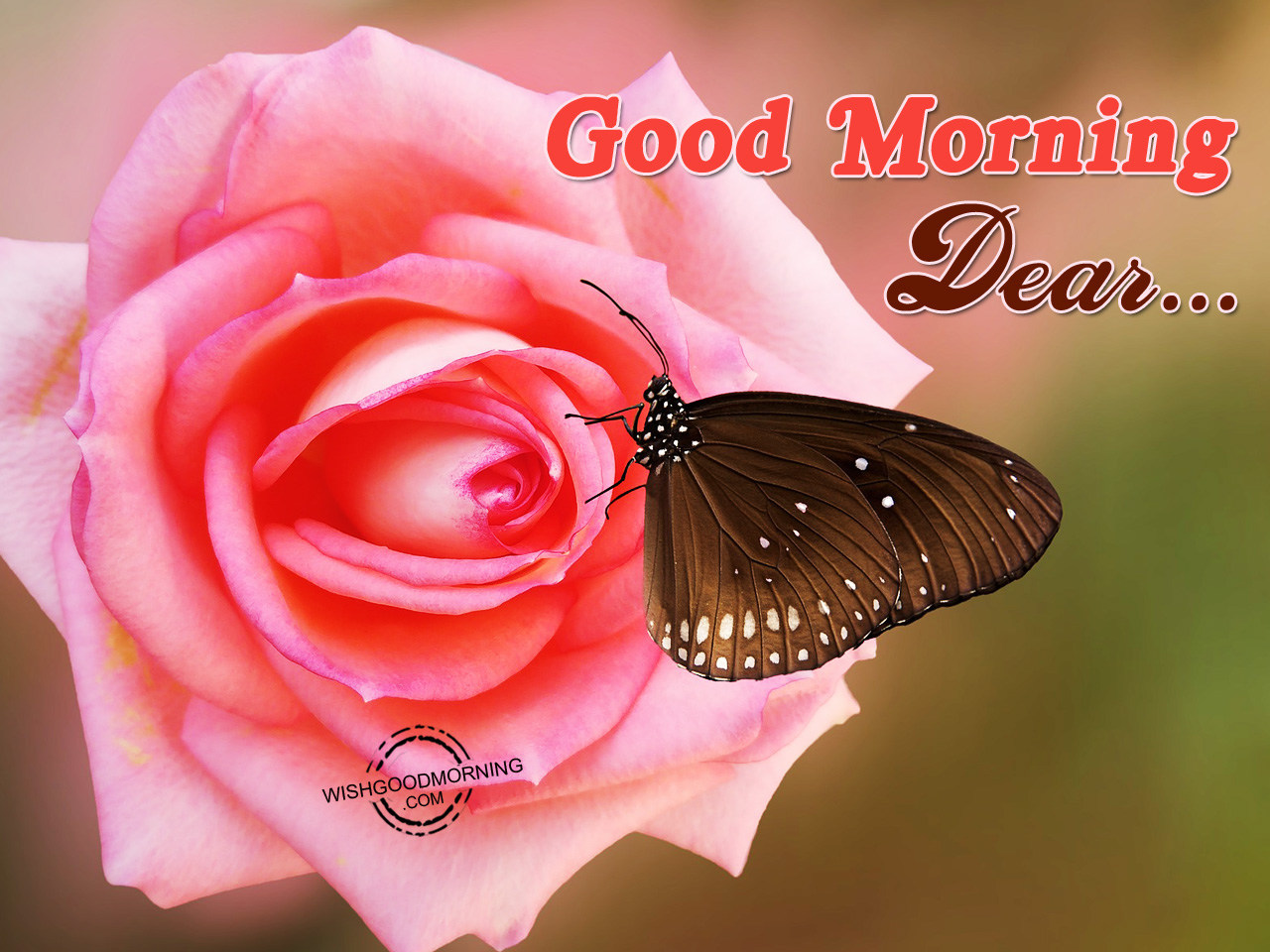 Good Morning Dear - Good Morning Pictures – WishGoodMorning.com