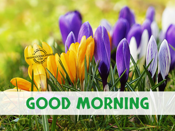 Good Morning Wishes - Good Morning Pictures – WishGoodMorning.com