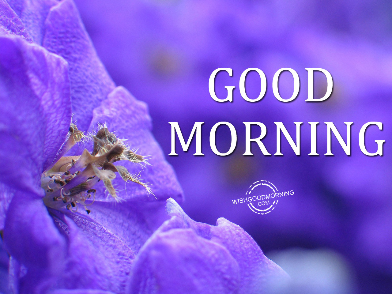 Good Morning Wishes - Good Morning Pictures – WishGoodMorning.com