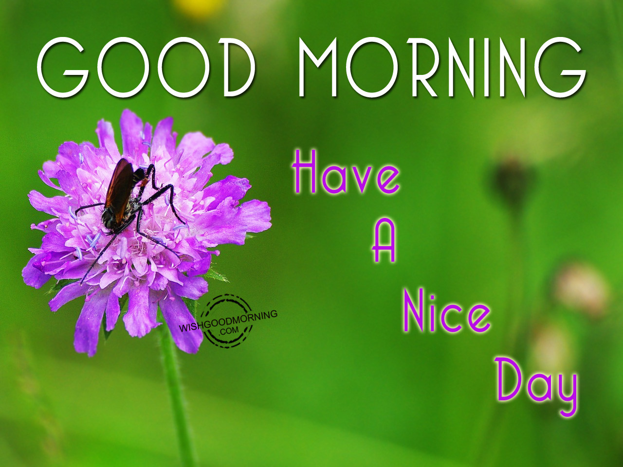 Включи good morning. Good morning have a nice Day картинки. Good Day картинки. Открытки good morning have a good Day. Good morning have a good Day.