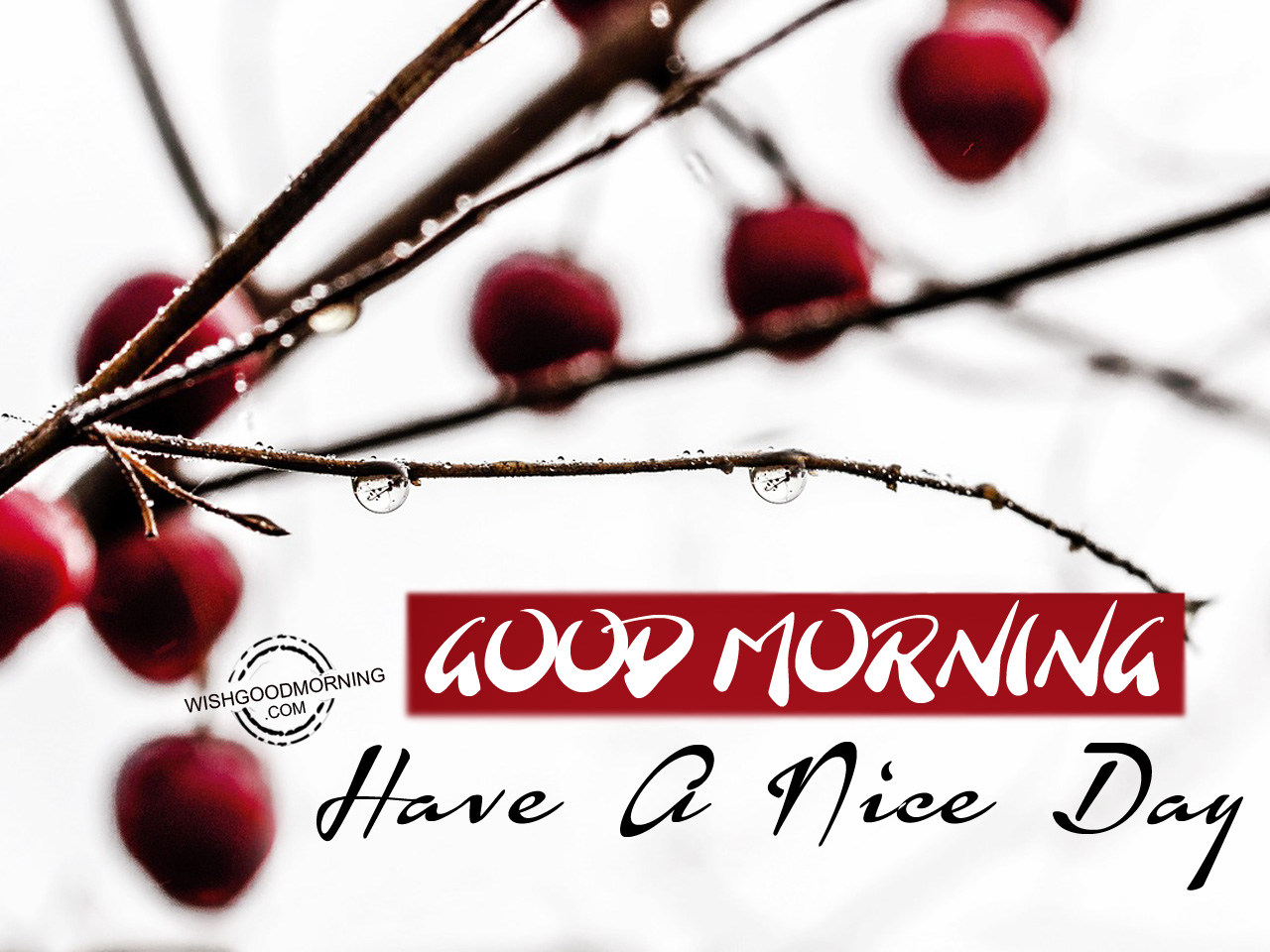 Good Morning Have A Nice Day - Good Morning Pictures – WishGoodMorning.com