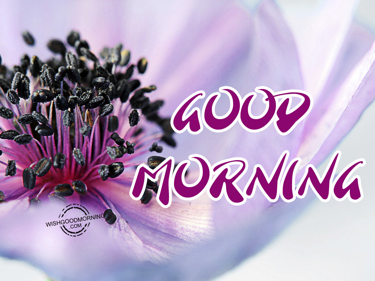 Good Morning Image - Good Morning Pictures – WishGoodMorning.com