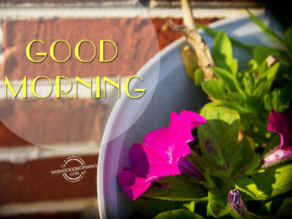 Good Morning Pic - Good Morning Pictures – WishGoodMorning.com