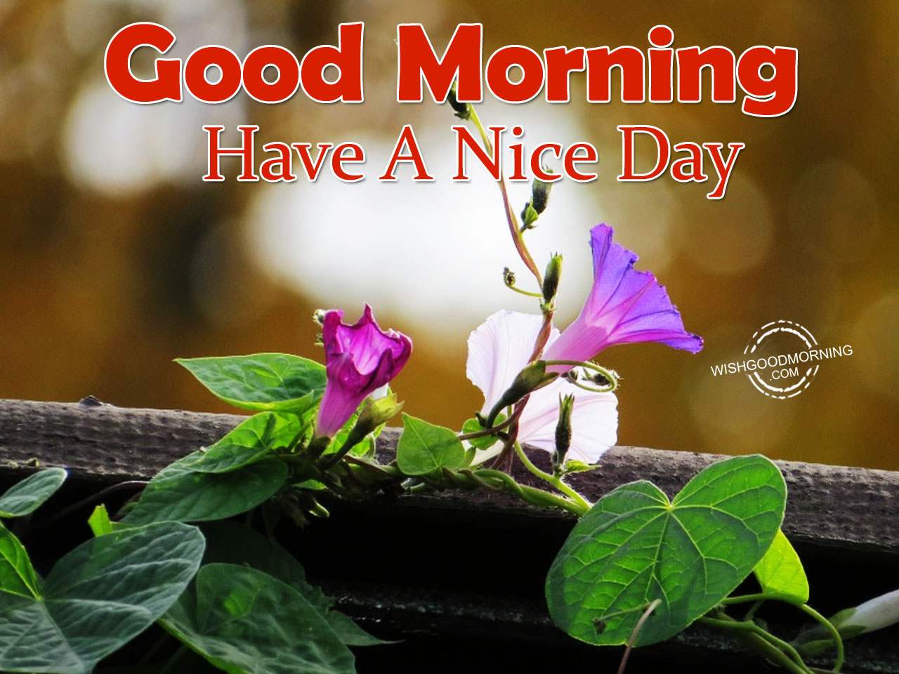 Have A Nice Day – Good Morning - Good Morning Pictures ...