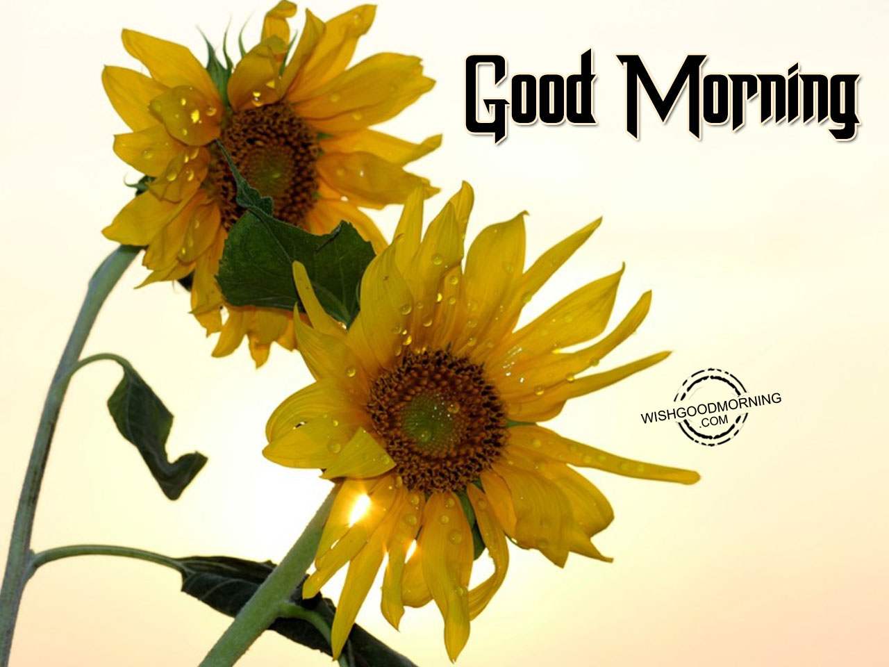 Good Morning Wishes - Good Morning Pictures – WishGoodMorning.com