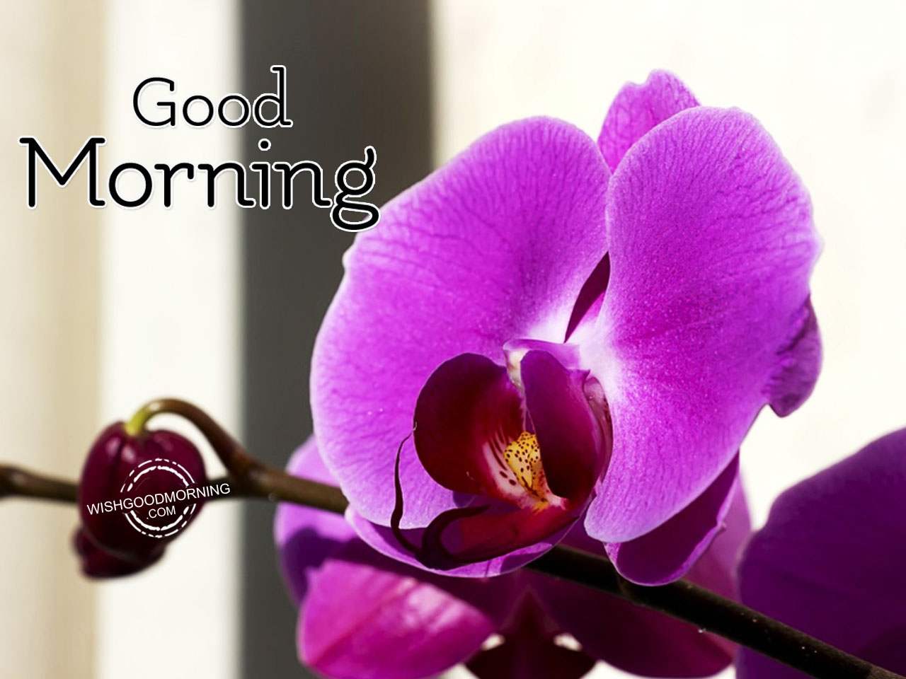 Very Good Morning - Good Morning Pictures – WishGoodMorning.com