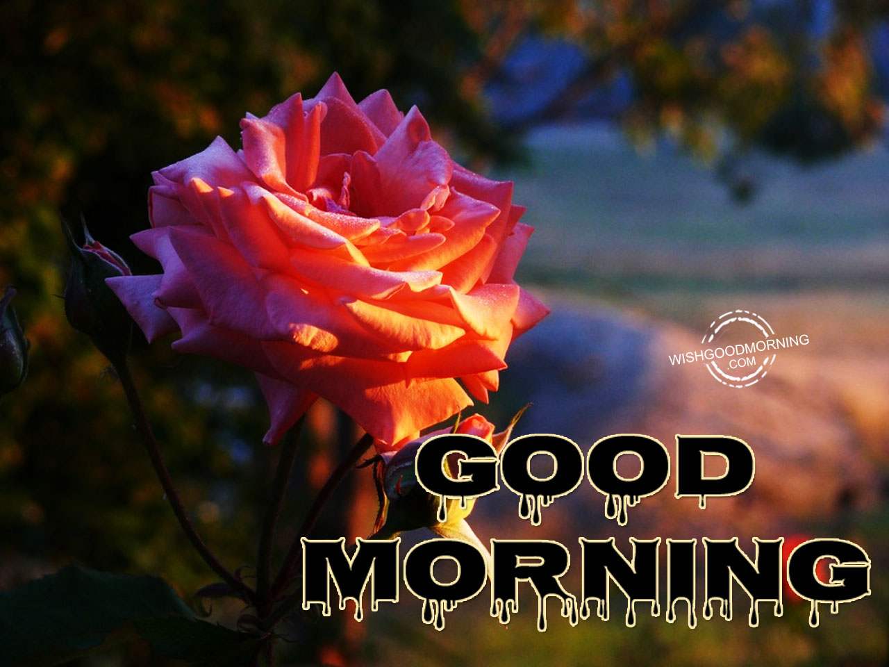 Wish You A Very Good Morning - Good Morning Pictures ...