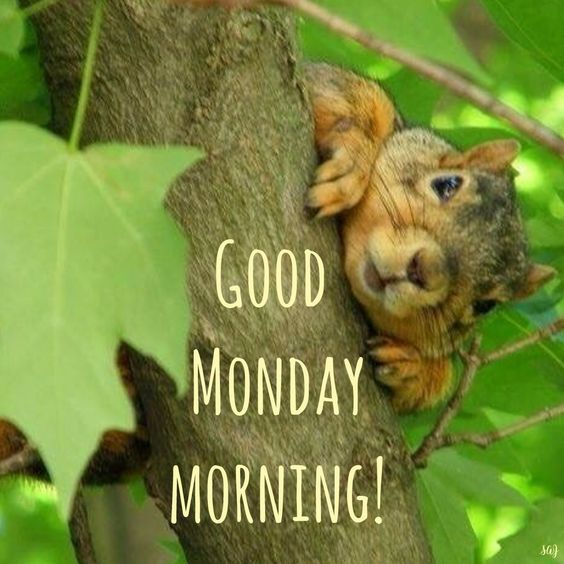 Good Morning Monday Squirrel - Good Morning Pictures – WishGoodMorning.com