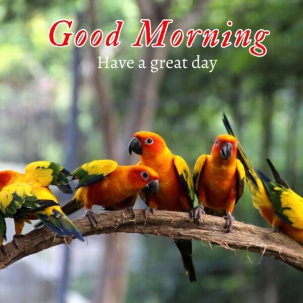 Beautiful Good Morning parrot pic - Good Morning Pictures ...