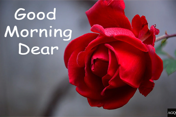 Good morning rose shop photo