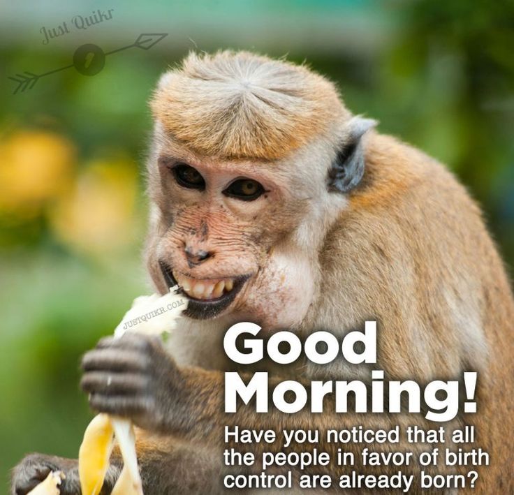 Good Morning Funny Pics Images Monkey - Good Morning Pictures ...