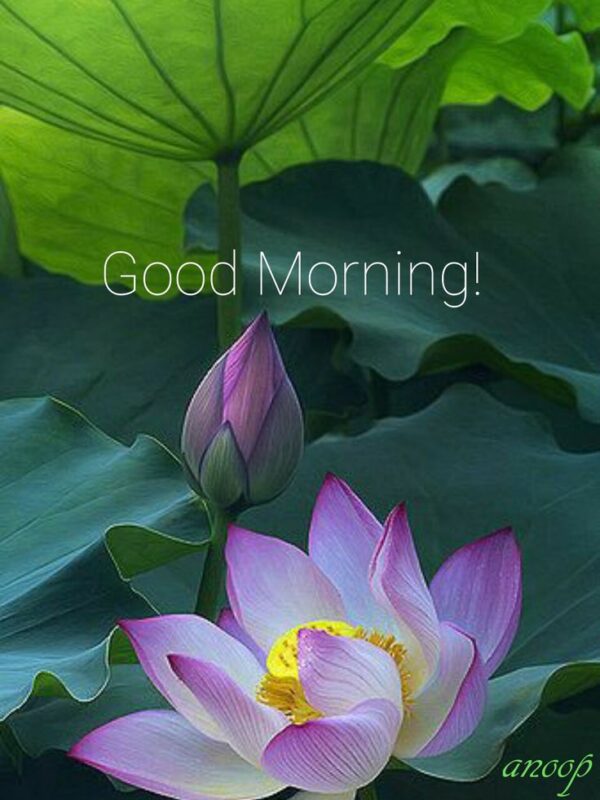 Good discount morning lotus