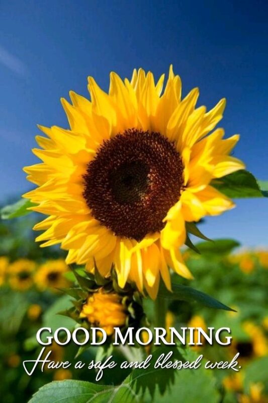 Good Morning Wishes With Flowers - Good Morning Pictures ...
