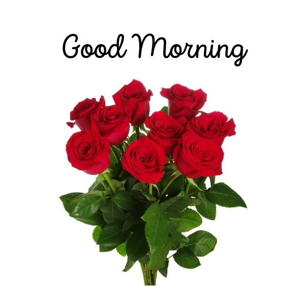 Good morning shop rose images